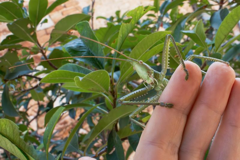 Tettigoniidae - Saga pedo